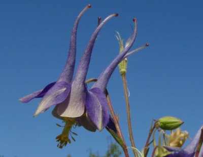 Aquilegia vulgaris x chrysantha1.jpg