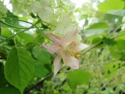 Schesternsämling von chrysantha mal vulgaris1.jpg