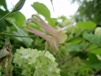 Schesternsämling von chrysantha mal vulgaris 21.jpg