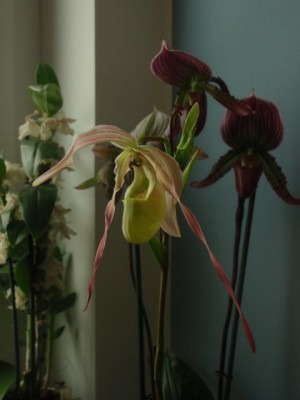 Phragmipedium pearcei1.jpg