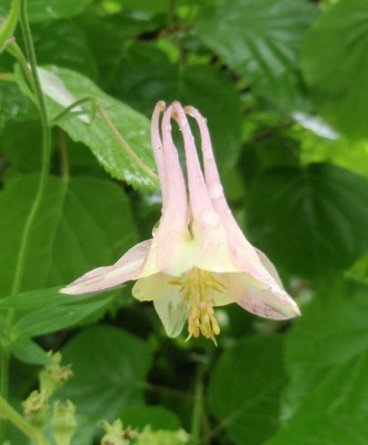 A. chrysantha x vulgaris Schwesternsämling1.jpg