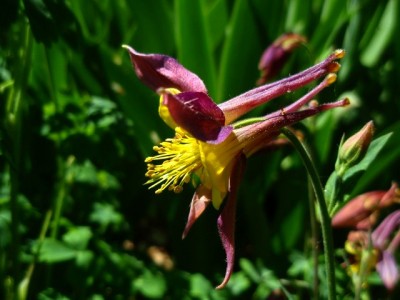 Aquilegia_chrysantha_x_atrata.jpg
