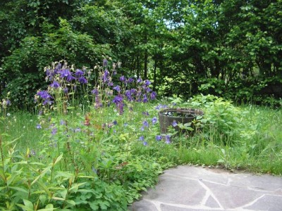 verwilderter Garten1.jpg