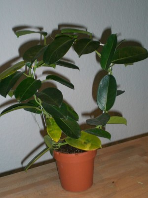 Stephanotis Floribunda.JPG