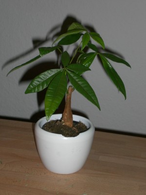 Pachira Aquatica.JPG