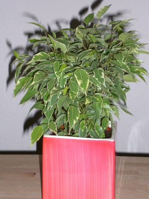 Ficus Kinky.JPG