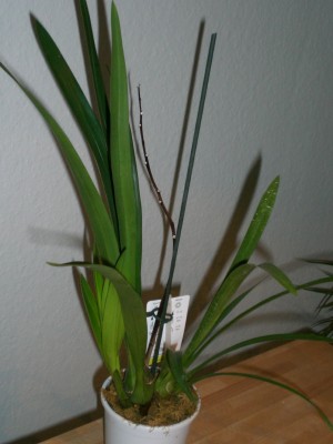 Cymbidium.JPG