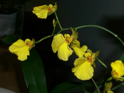 Oncidium jonesianum.JPG
