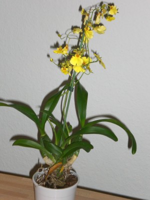Oncidium jonesianum (2).JPG