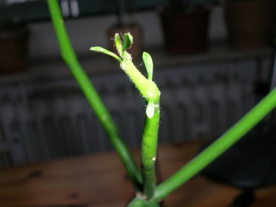 DSCN2891.JPG
