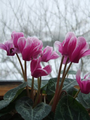 DSCF0238.JPG