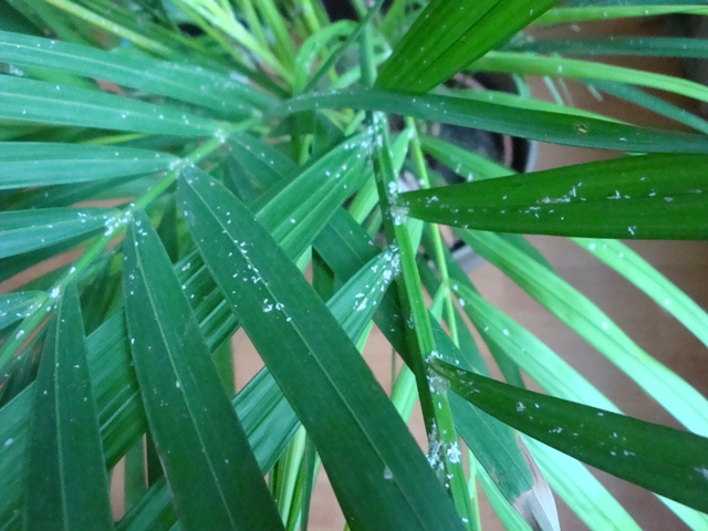 Weisse Ablagerungen auf Zimmerpflanze - was ist das??  Pflanzenkrankheiten  & Schdlinge  GREEN24 Pflanzen & Garten Forum