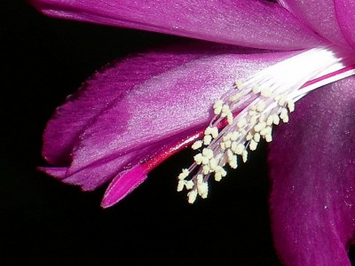 RSCN62580001.JPG