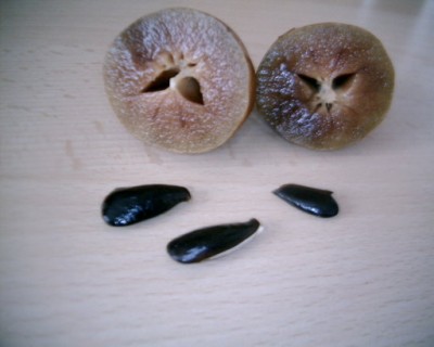 sapotiile.jpg