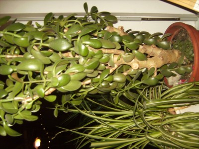 BILD3627.JPG