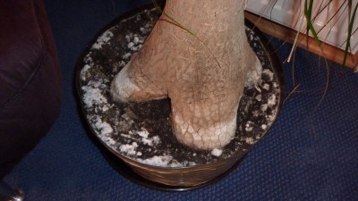 P1000590.JPG