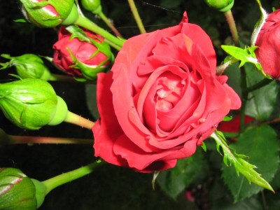 IMG_1605 Rose.jpg