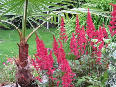 IMG_1607 Astilbe rot.jpg