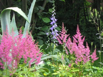 IMG_1591 Astilbe Glockenblume.jpg