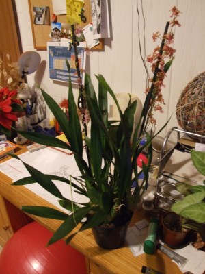 DSCF4975.JPG