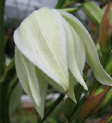 IMG_1583a Yucca filamentosa.jpg