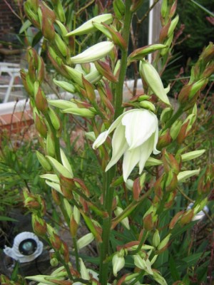 IMG_1582 Yucca filamentosa.jpg
