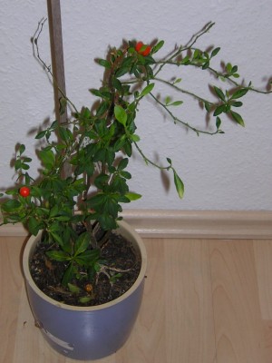 DSCN3378.JPG