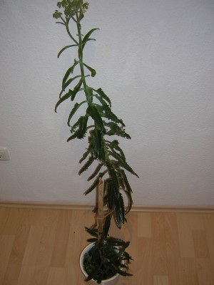 DSCN3381.JPG