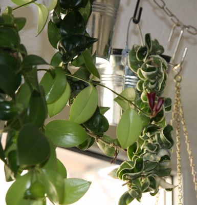 Hoya compacta und Hoya compacta variegata - 19.01.2010 - 2.jpg