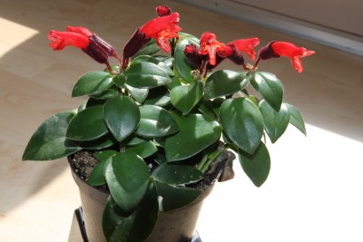 Aeschynanthus mona lisa - 19.03.2009 - 1.jpg