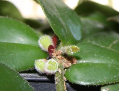 Aeschynantus radicans Mona Lisa - Knospen - 19.01.2010 - 1.jpg