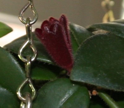 Aeschynantus radicans Mona Lisa - Blüten - 19.01.2010 - 2.jpg