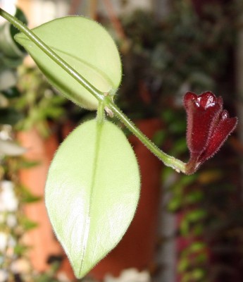 Aeschynantus radicans Mona Lisa - Blüten - 19.01.2010 - 3.jpg