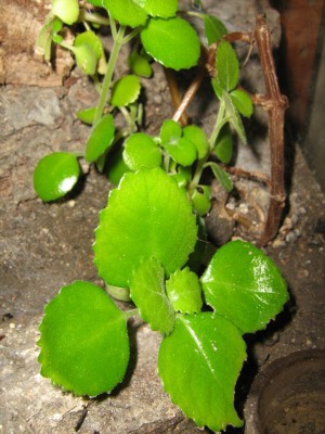 img9336o.jpg
