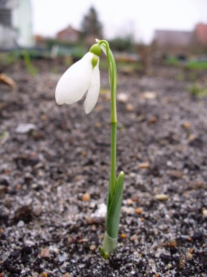 Galanthus elwesii.jpg