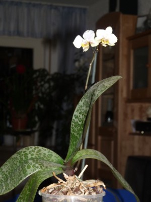 P1050041(1).JPG