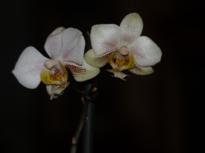 P1050040(1).JPG