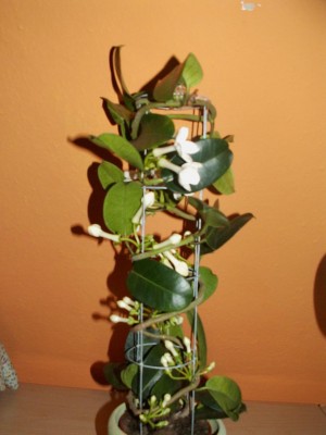 PICT0009.JPG