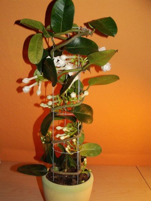 PICT0001.JPG