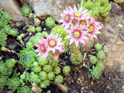 Hauswurz 20.06.07, Echte Hauswurz - Sempervivum tectorum.JPG