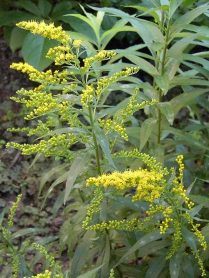 Goldrute - Solidago ...JPG