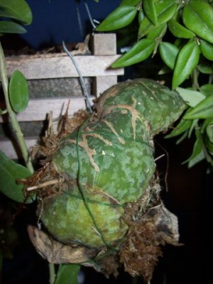 Hoya_januar_2010_031_360x480.jpg