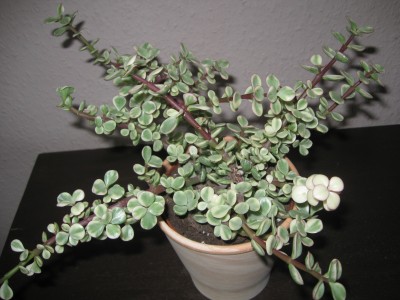 Crassula.jpg
