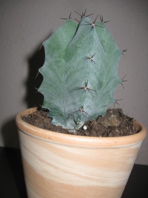 Isolatocereus.jpg