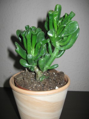 Crassula portulacea.jpg