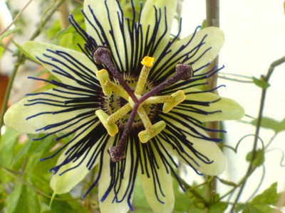 Passis und Jugendangeln 005.jpg