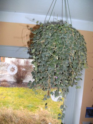 BILD0473.JPG