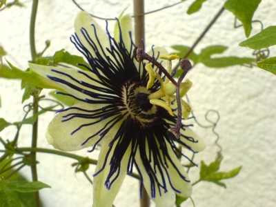 Passis und Jugendangeln 004.jpg