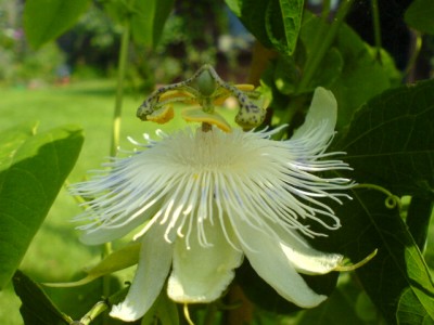 Passis und Jugendangeln 006.jpg