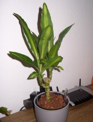 Dracaena fragrans 'Massangeana'.JPG